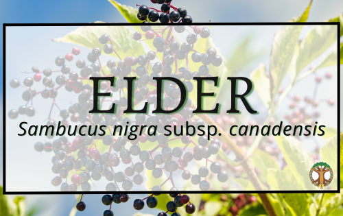 Elder