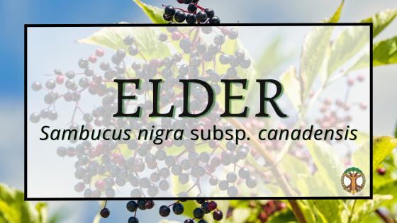 Elder