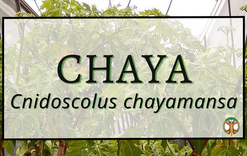 Chaya