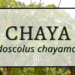 Chaya