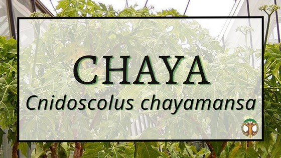 Chaya