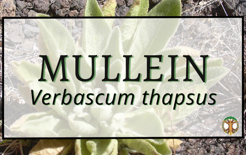 Mullein