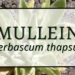 Mullein