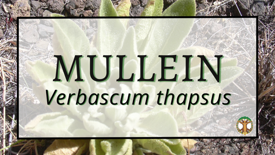 Mullein