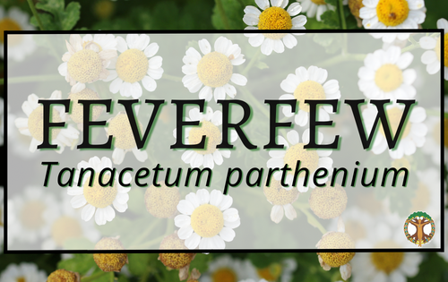 Feverfew