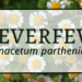 Feverfew