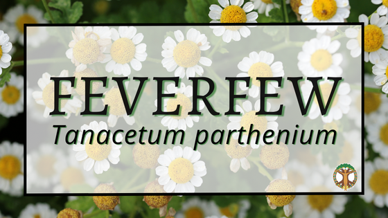 Feverfew