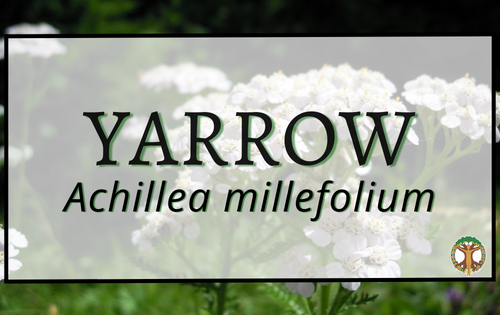 Yarrow