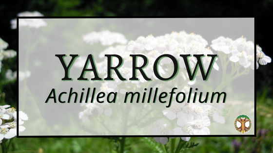 Yarrow