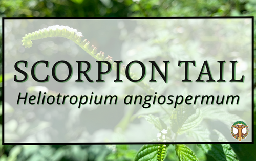 Scorpiontail