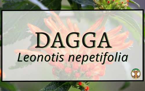 Dagga