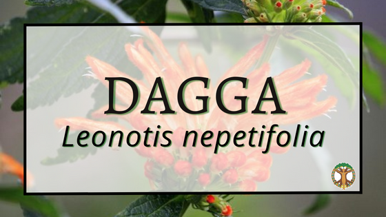 Dagga