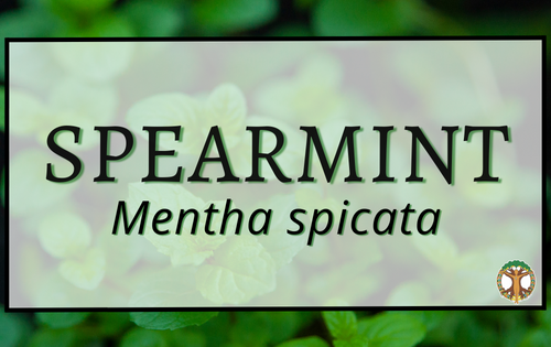 Spearmint