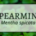 Spearmint