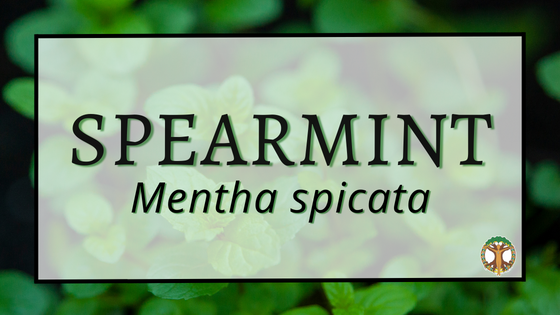 Spearmint