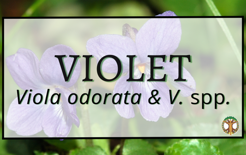 Violet