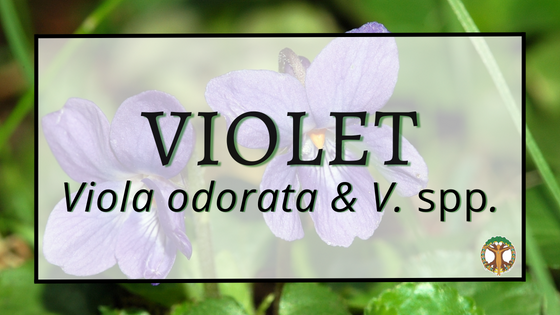 Violet