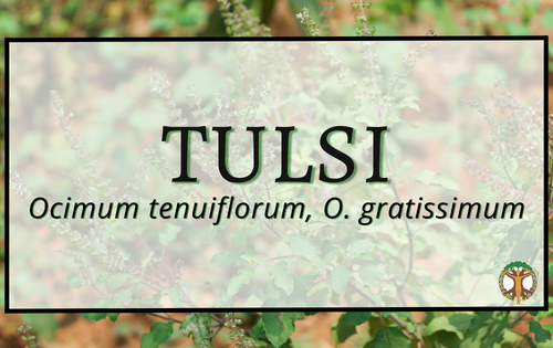 Tulsi