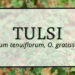 Tulsi