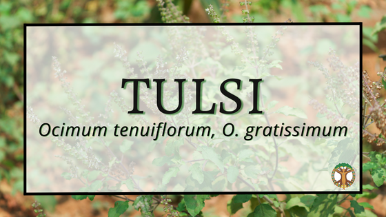 Tulsi