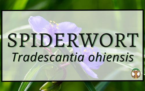 Spiderwort