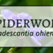 Spiderwort