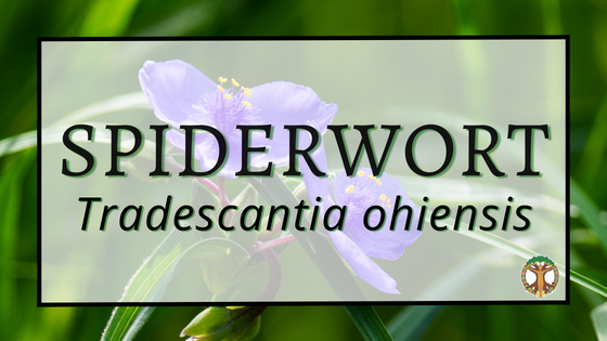 Spiderwort