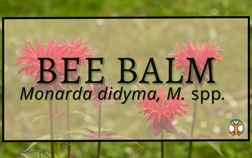 Bee Balm