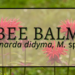 Bee Balm