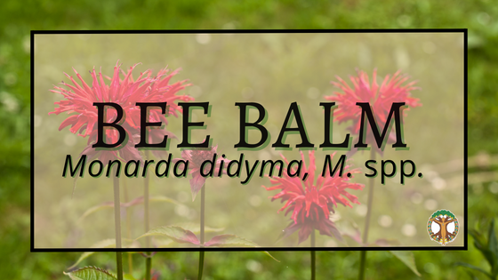 Bee Balm