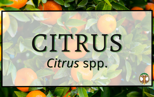 Citrus