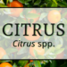 Citrus