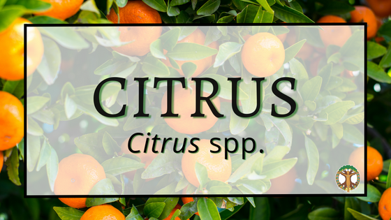 Citrus