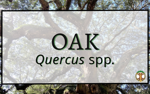 Oak