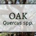 Oak