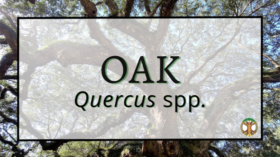 Oak