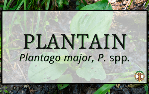 Plantain