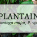 Plantain