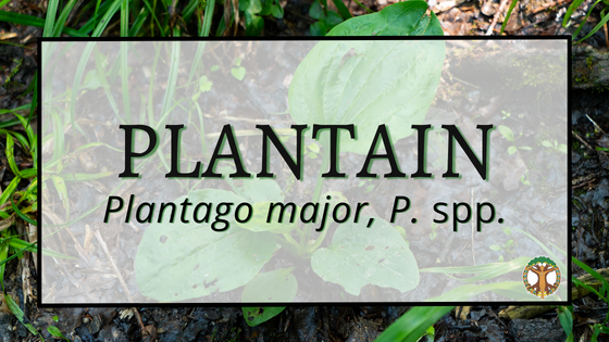 Plantain