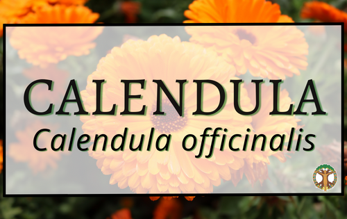 Calendula