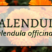 Calendula