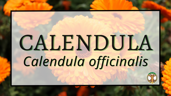 Calendula