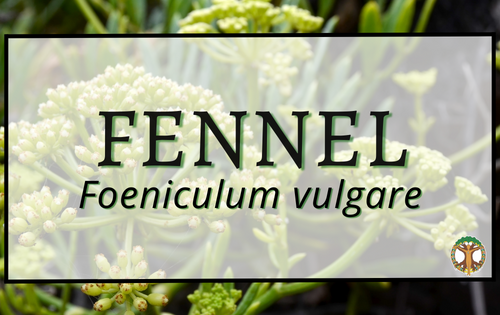 Fennel 1