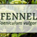 Fennel 1