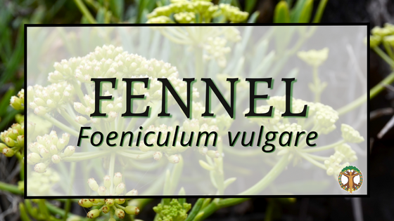 Fennel