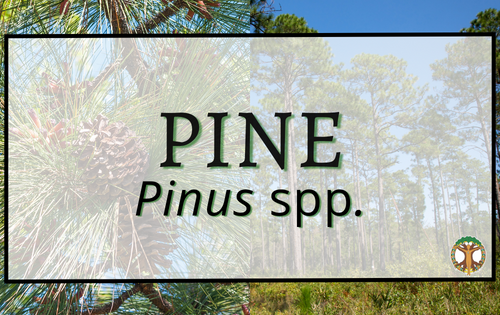 Pine 2