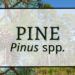 Pine 2