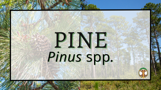 Pine