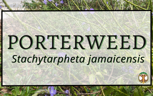 Porterweed