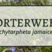 Porterweed